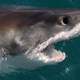 An open-mouthed great white shark breaches the surface of the water.